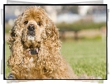 Amerykański Spaniel, Kręcona, Sierść