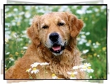 Golden, Retriever, Kwiatki, Trawa