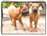 Dwa, Dorosłe, Psy, Shar Pei