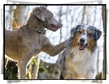 Wyżeł weimarski,  Owczarek australijski, Australian shepherd