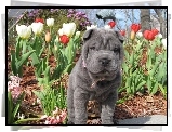 Szczeniak, Shar Pei, Tulipany