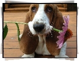 Basset Hound, Kwiatek