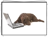 Brązowy, Labrador, Laptop