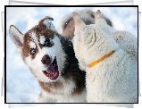 Siberian Husky, Zabawa, Na, Śniegu