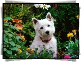 Biały, Pies, West highland white terrier, Kwiatki, Ogród