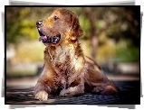 Zdyszany, Golden, Retriever