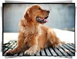 Zdyszany, Golden, Retriever