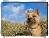 Trawa, Cairn Terrier