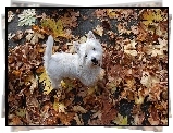 Biały, Piesek, West Highland White Terrier