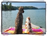 Dwa, Psy, Jezioro, Drzewa, Ręcznik