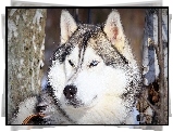 Pies, Husky