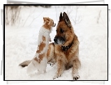 Psy, Owczarek, Niemiecki, Śnieg, Chihuahua