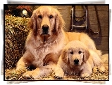 Dwa, Psy, Golden retriever, Słoma