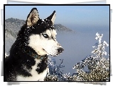 Siberian, Husky, nieg, Gry