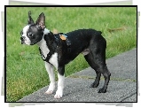 Boston terrier, Chodnik, Trawa