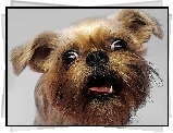 Zdziwiony, Pies, Pysk, Zez Yorkshire Terrier