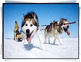 Siberian Husky, Zaprzęg