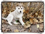 Szczeniak, Alaskan Malamute