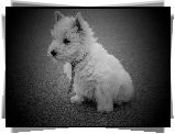 Pies, West Highland White Terrier