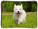 Pies, West Highland White Terrier