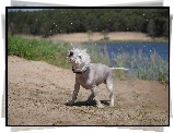 Pies, West Highland White Terrier, Kąpiel