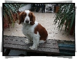 Siedzący, Springer spaniel angielski