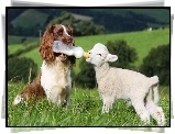 Pies, Springer spaniel angielski, Owieczka