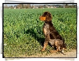 Spaniel pikardyjski, Trawy