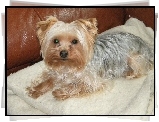 Yorkshire Terrier, Kanapa