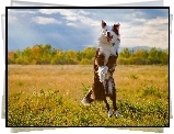 Border collie, Łąka