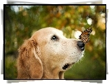 Golden retriever, Pies, Motyl