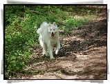 Piesek, Samojed, Ziemia, Zieleń