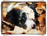 Piesek, Spojrzenie, Liście, Border collie