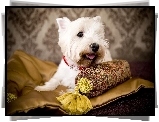 West Highland White Terrier, Poduszka