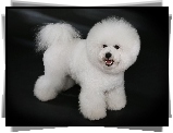 Piesek, Bichon frise