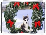 Siberian Husky, Zima, Wianek