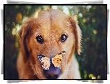 Mordka, Psa, Golden retriever, Motyl
