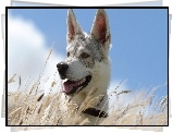 Pies, Husky, Łąka, Trawa