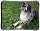 Owczarek australijski, Australian shepherd