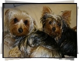 Dwa, Pieski, Yorkshire Terrier