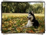 Husky, Łąka, Liście, Jesień
