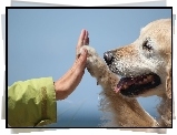 Piesek, Golden Retriever, Łapa, Ręka