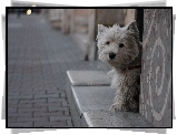 West Highland White Terrier