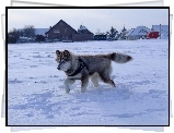 Husky, Śnieg