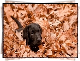 Czarny, Labrador, Jesienne, Liście