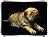 Shar Pei, Szczeniak