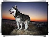 Siberian Husky, Skała, Morze, Zachód Słońca