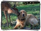 Pies, Sarna, Trawa, Golden retriever