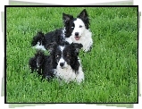 Dwa, Pieski, Border Collie, Trawa