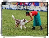 Pies, Border Collie, Kobieta, Frisbee, Aportowanie